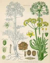 Ilustración de Ferula assa-foetida